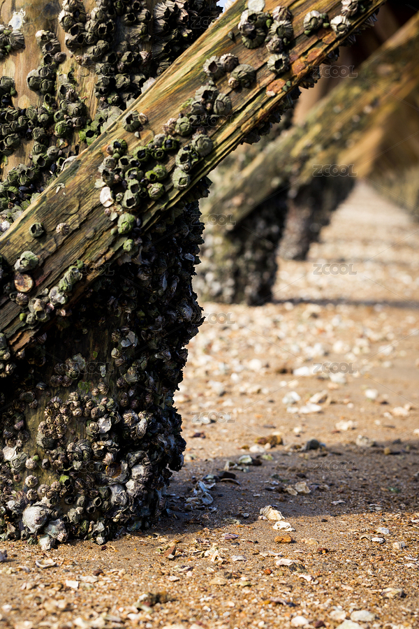 陽光下木質(zhì)棧道上爬滿貝類的木柱（主預(yù)覽-6725856） - 未分類 - 站酷設(shè)計師我是安妮原創(chuàng)素材 - 站酷ZCOOL