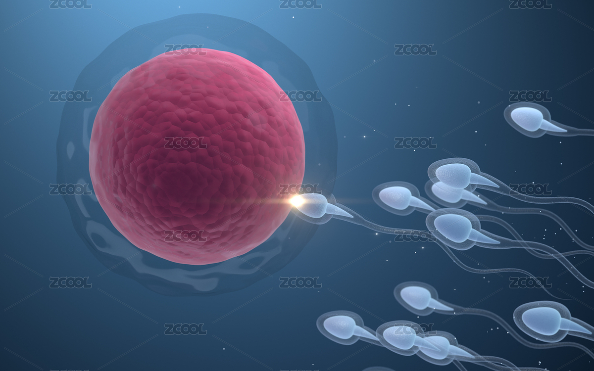 精子與卵細(xì)胞結(jié)合 3D渲染（主預(yù)覽-7004266） - 未分類 - 站酷設(shè)計師VinkFan原創(chuàng)素材 - 站酷ZCOOL