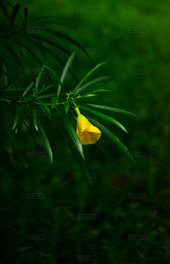 垂下的黃花夾竹桃花特寫（主預(yù)覽-5826832） - 未分類 - 站酷設(shè)計(jì)師殤世原創(chuàng)素材 - 站酷ZCOOL