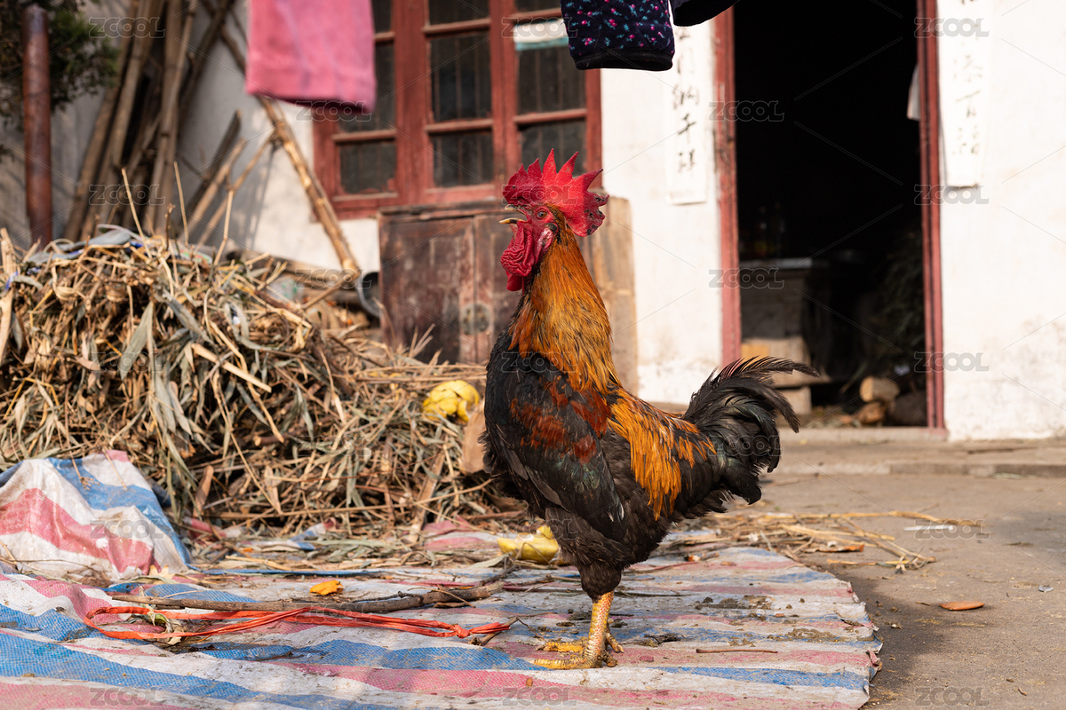 鄉(xiāng)村飼養(yǎng)的土公雞動(dòng)物（主預(yù)覽-1742861） - 未分類 - 站酷設(shè)計(jì)師未&來原創(chuàng)素材 - 站酷ZCOOL