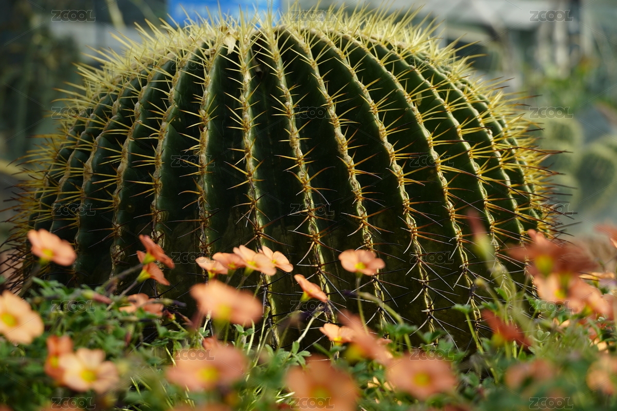 熱帶植物（主預(yù)覽-9506319） - 未分類 - 站酷設(shè)計師墨蘭魯時原創(chuàng)素材 - 站酷ZCOOL