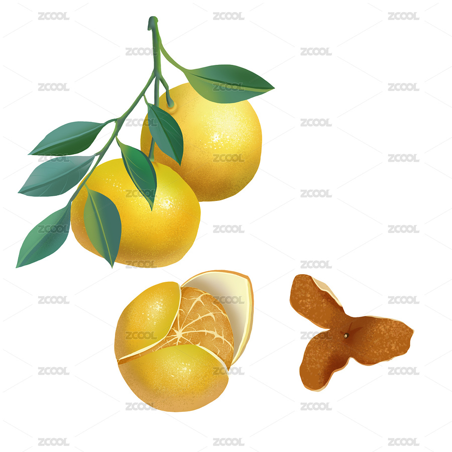 新鮮陳皮與柑橘（主預(yù)覽-12490190） - 未分類 - 站酷設(shè)計師燈燈登原創(chuàng)素材 - 站酷ZCOOL