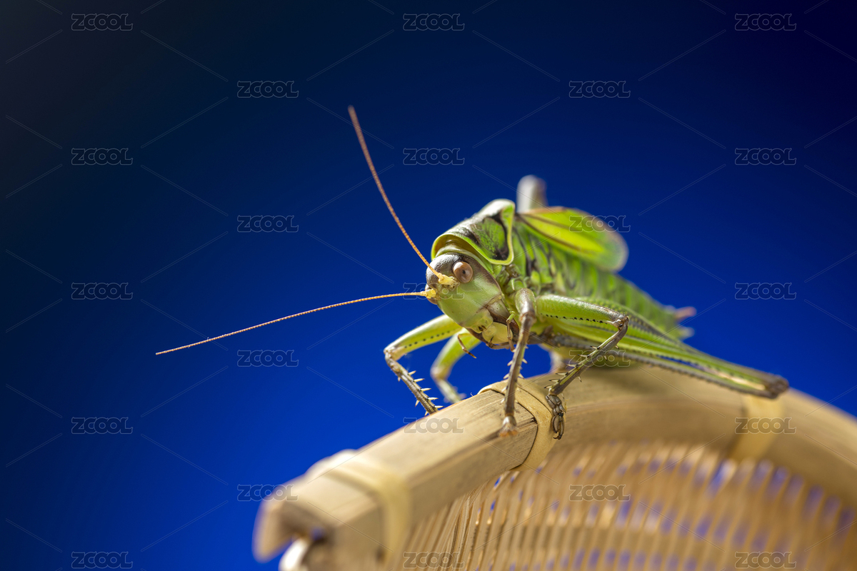 螽斯科大型鳴蟲蟈蟈特寫深色調(diào)（主預(yù)覽-6699274） - 未分類 - 站酷設(shè)計(jì)師金翅大鵬原創(chuàng)素材 - 站酷ZCOOL