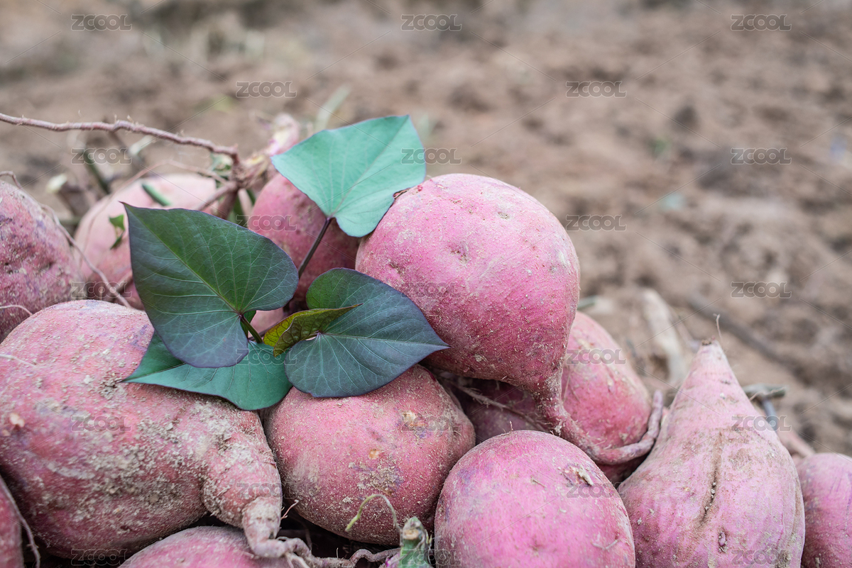 田地上一堆新鮮挖的紅薯（主預(yù)覽-5362017） - 未分類 - 站酷設(shè)計(jì)師風(fēng)暴麗麗原創(chuàng)素材 - 站酷ZCOOL