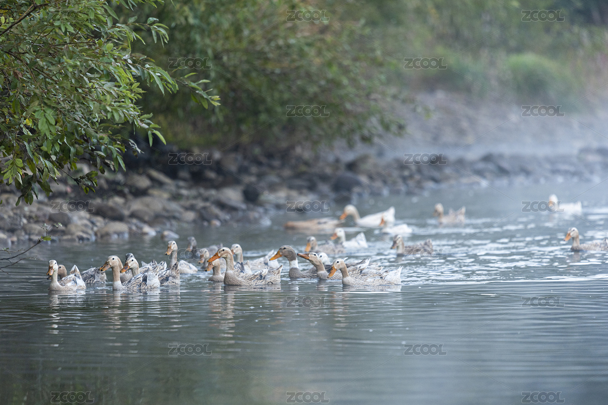 清晨在小河边自由觅食的鸭子（主预览-8707745） - 未分类 - 站酷设计师DPX2017原创素材 - 站酷ZCOOL