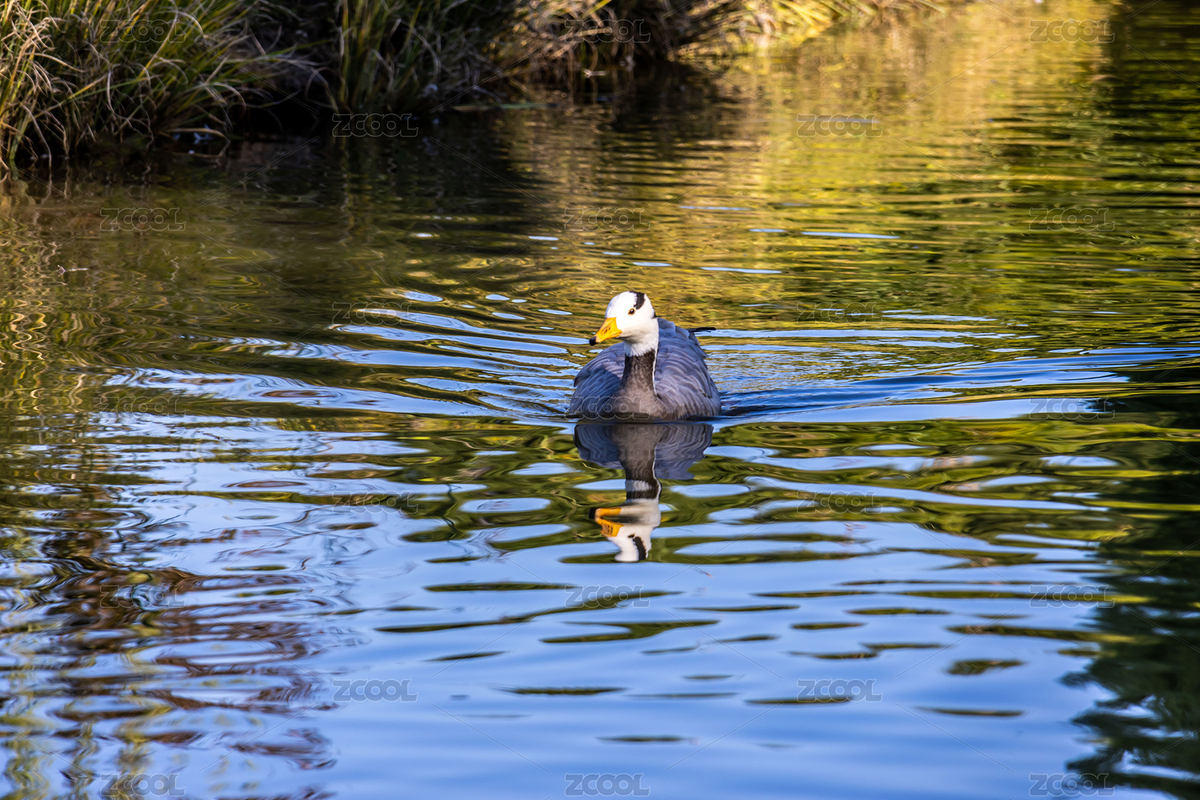 灰雁野鴨子在公園湖水中游動（主預(yù)覽-8158988） - 未分類 - 站酷設(shè)計師虎子丶原創(chuàng)素材 - 站酷ZCOOL