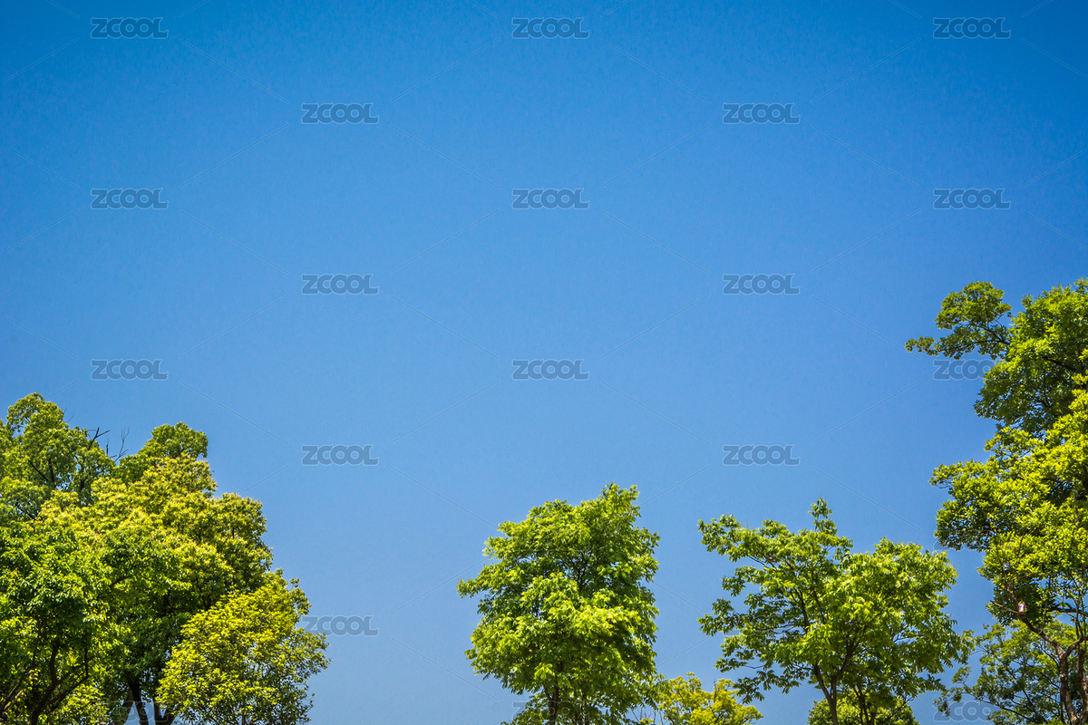 绿叶隔绝在白色背景（主预览-8566443） - 未分类 - 站酷设计师evening_tao原创素材 - 站酷ZCOOL