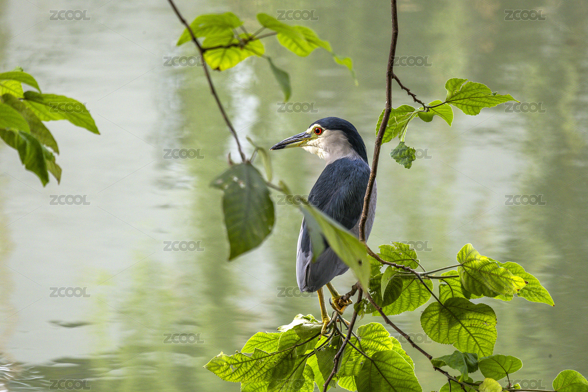 杭州東河邊的夜鷺（主預(yù)覽-12223182） - 未分類 - 站酷設(shè)計(jì)師茄子小兩口原創(chuàng)素材 - 站酷ZCOOL