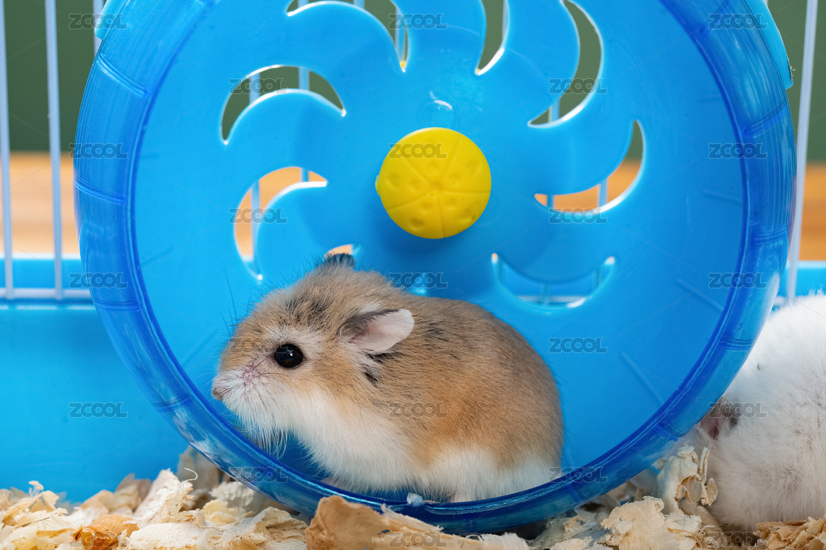 籠子及可愛倉鼠（主預覽-8916773） - 未分類 - 站酷設(shè)計師harveylaw原創(chuàng)素材 - 站酷ZCOOL