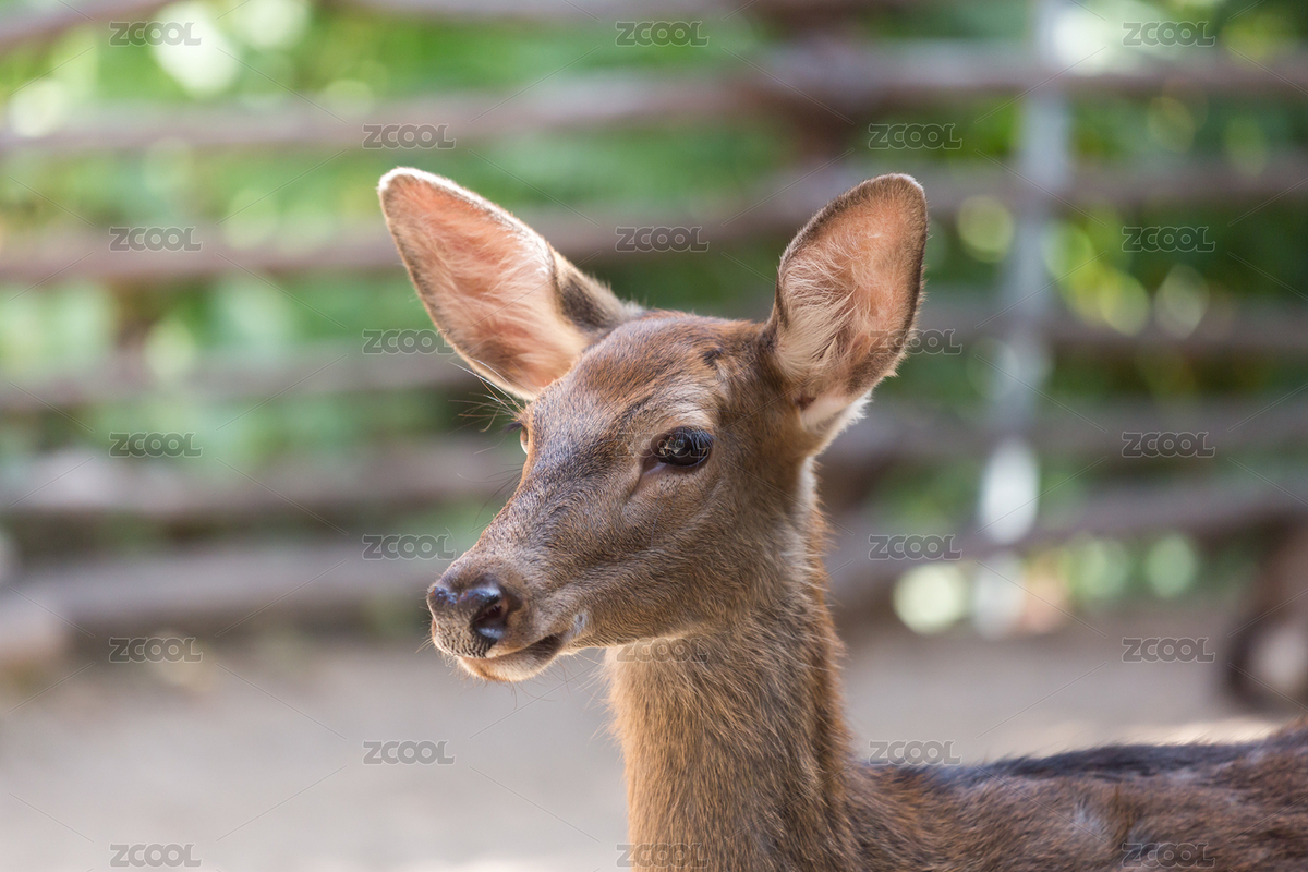 鹿（主预览-1685905） - 未分类 - 站酷设计师Barry9318原创素材 - 站酷ZCOOL