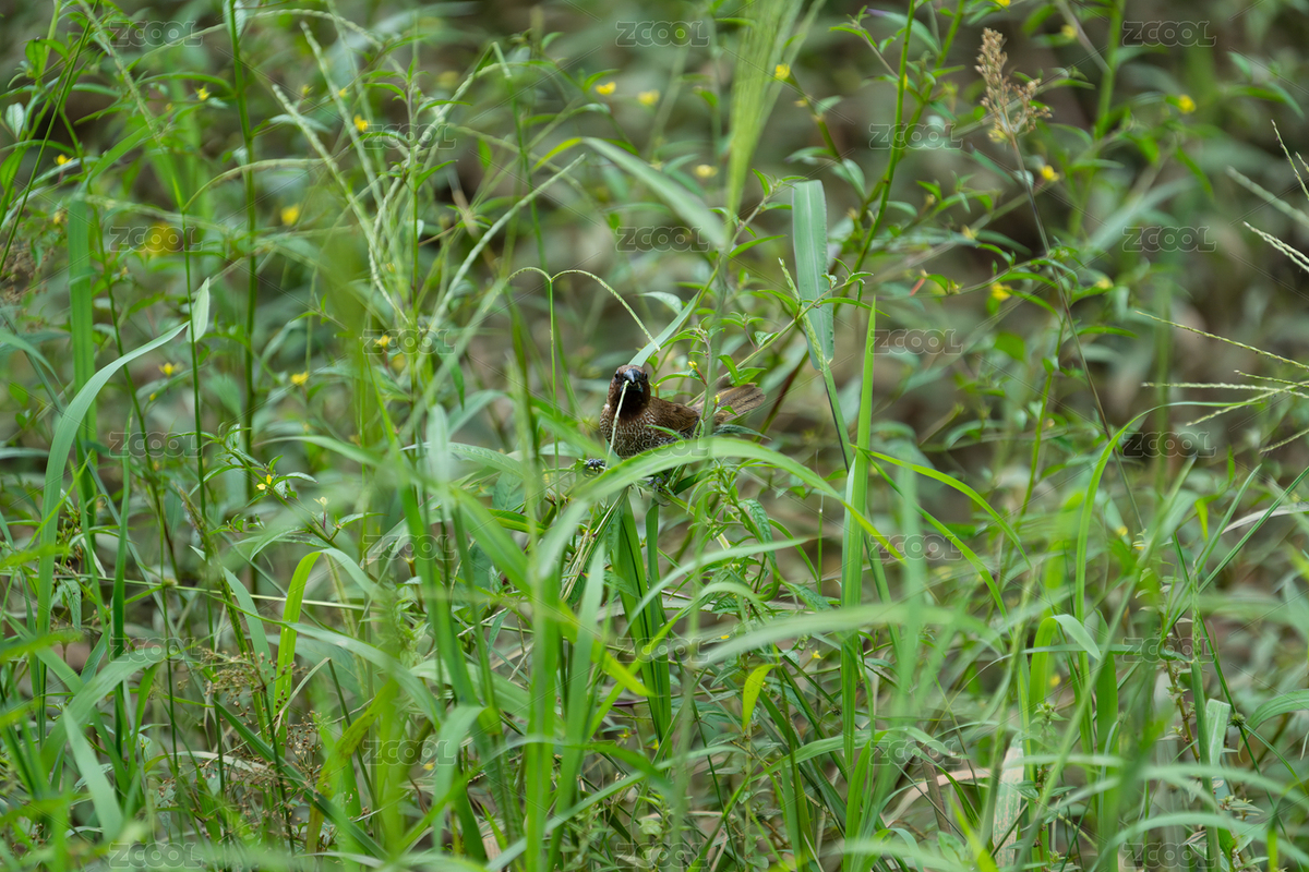 草叢中的斑文鳥自然棲息場(chǎng)景（主預(yù)覽-9491867） - 未分類 - 站酷設(shè)計(jì)師Fez4mwH73A原創(chuàng)素材 - 站酷ZCOOL