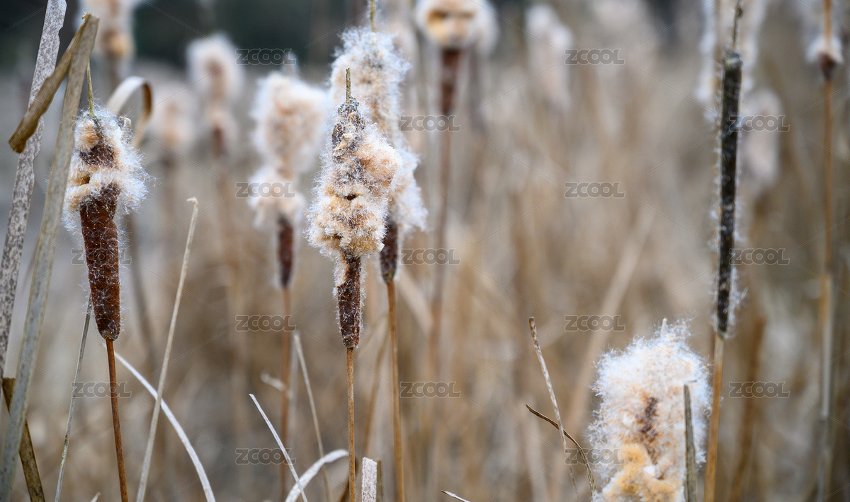 冬季绽开的菖蒲花絮（主预览-7367136） - 未分类 - 站酷设计师德比郡原创素材 - 站酷ZCOOL