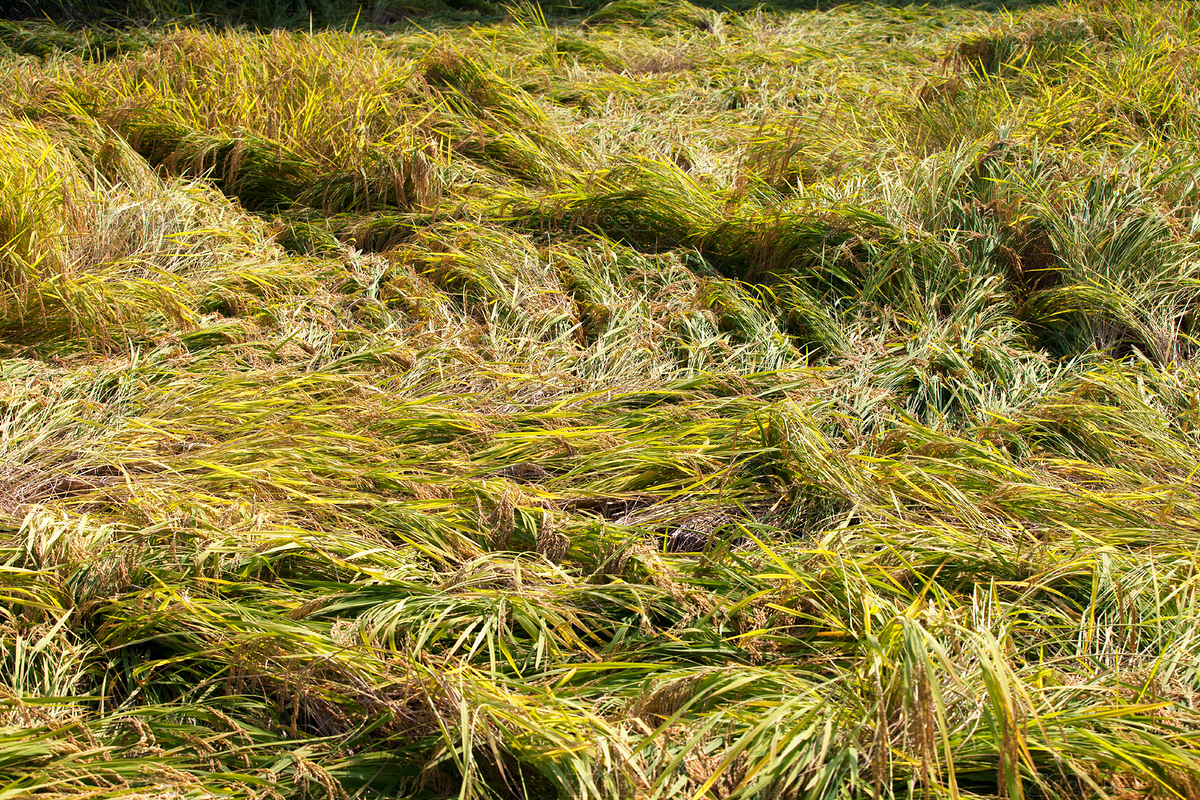 由于自然灾害田里大面积倒伏的水稻（主预览-5452268） - 未分类 - 站酷设计师小羽怪原创素材 - 站酷ZCOOL