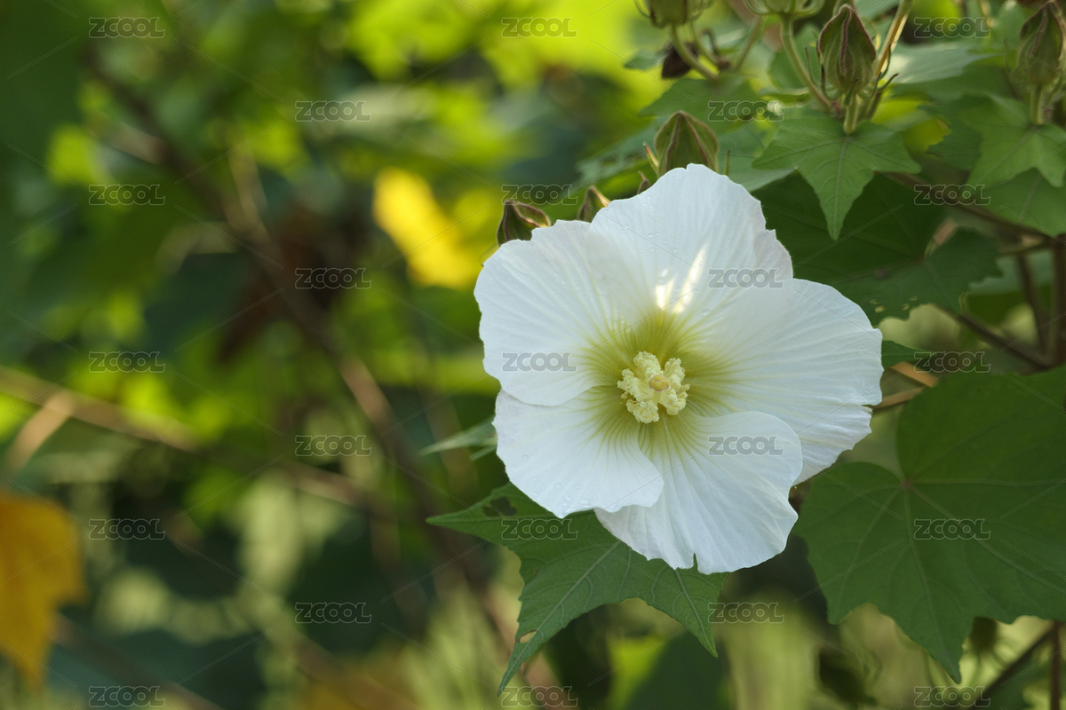 芙蓉花開（主預(yù)覽-12621470） - 未分類 - 站酷設(shè)計(jì)師小星球原創(chuàng)素材 - 站酷ZCOOL