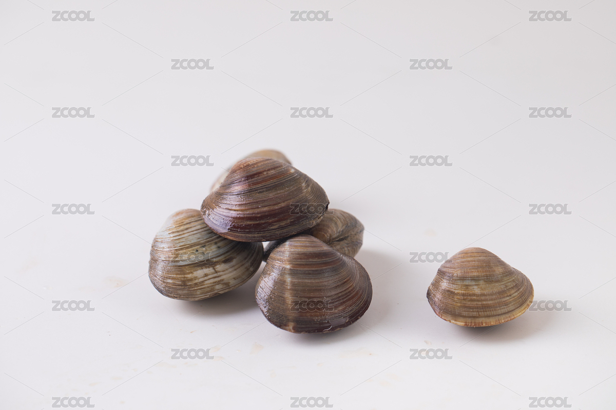 放在白色背景上的幾個白蜆子（主預(yù)覽-3502718） - 未分類 - 站酷設(shè)計師丫姐原創(chuàng)素材 - 站酷ZCOOL