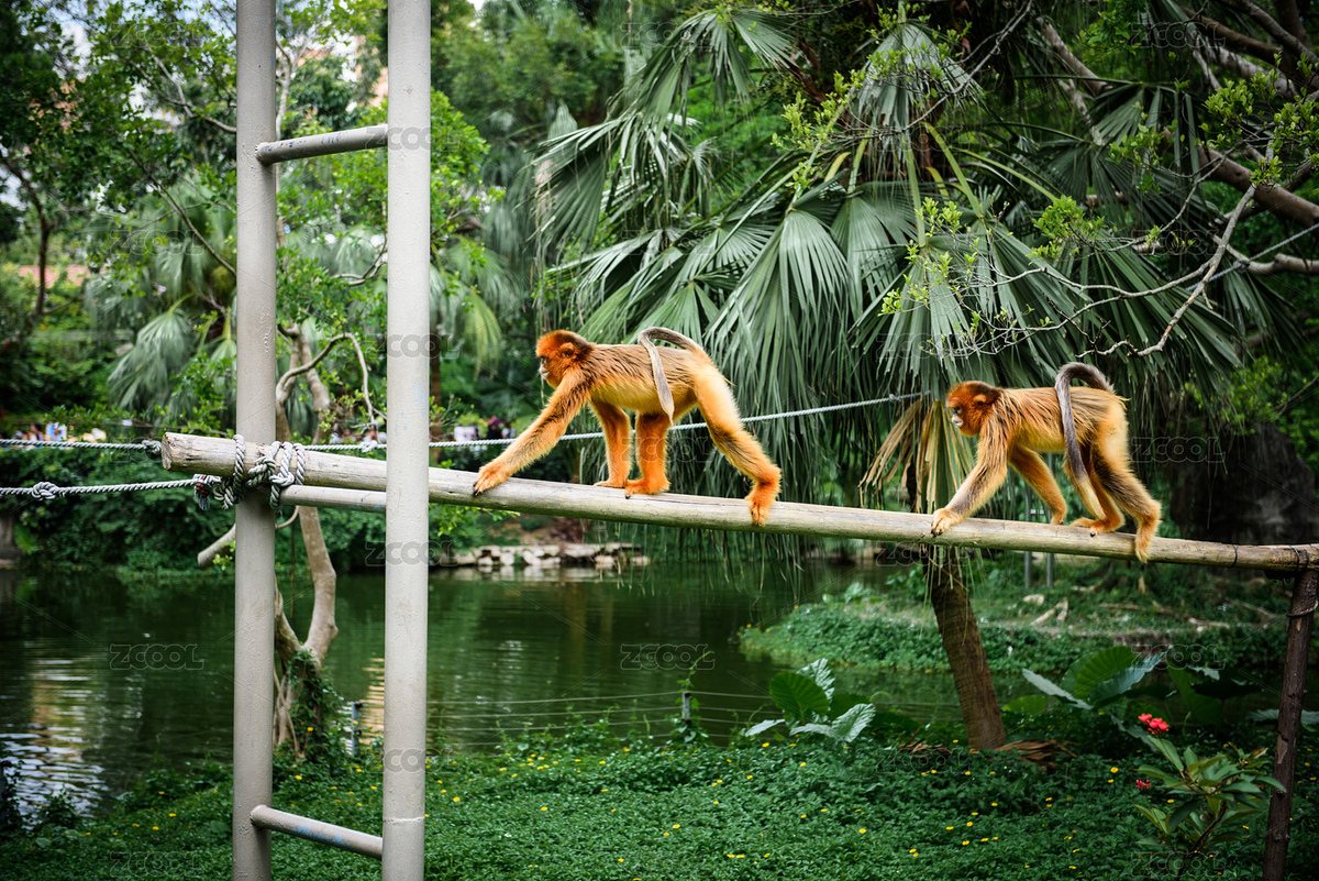 野生動(dòng)物園里正在自由活動(dòng)的金絲猴子（主預(yù)覽-2205672） - 未分類(lèi) - 站酷設(shè)計(jì)師forgetsky原創(chuàng)素材 - 站酷ZCOOL