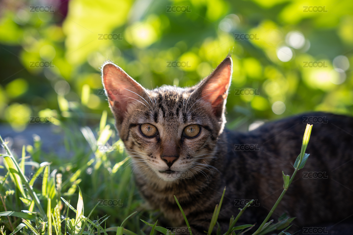 夏季晨光下室外貍花貓正面特寫（主預(yù)覽-11596545） - 未分類 - 站酷設(shè)計(jì)師eluheral原創(chuàng)素材 - 站酷ZCOOL