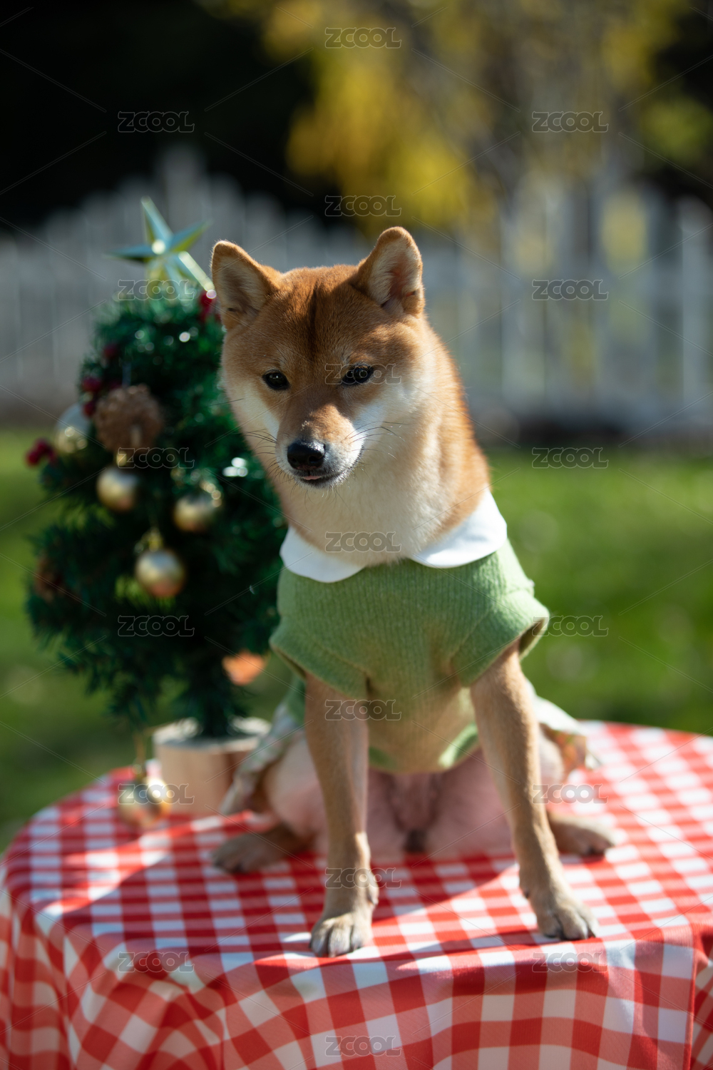 宠物摄影圣诞节坐在桌上的柴犬