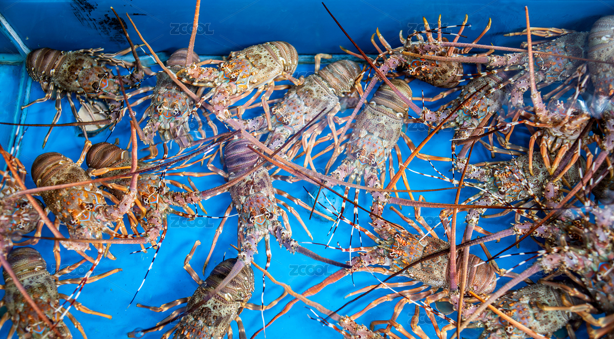 水產(chǎn)市場(chǎng)鮮活的小青龍蝦（主預(yù)覽-3889165） - 未分類 - 站酷設(shè)計(jì)師風(fēng)暴麗麗原創(chuàng)素材 - 站酷ZCOOL