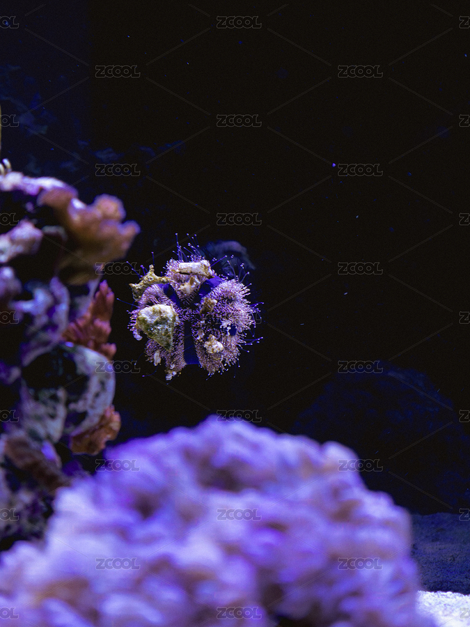 色彩斑斕的家庭海水魚缸珊瑚礁生態(tài)系統(tǒng)（主預(yù)覽-12721806） - 未分類 - 站酷設(shè)計(jì)師STC炳權(quán)原創(chuàng)素材 - 站酷ZCOOL