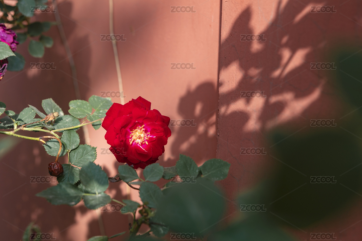 一面墙一朵花（主预览-6729830） - 未分类 - 站酷设计师阚夫人原创素材 - 站酷ZCOOL