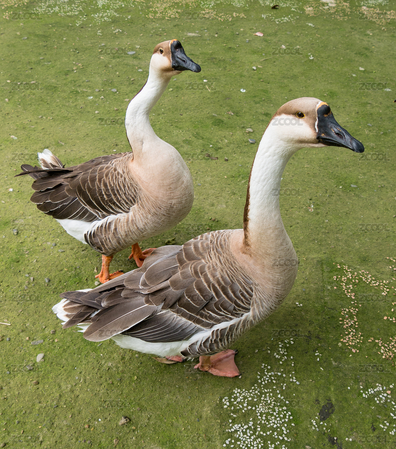 大雁（主預(yù)覽-1772731） - 未分類 - 站酷設(shè)計師yuanbo83原創(chuàng)素材 - 站酷ZCOOL