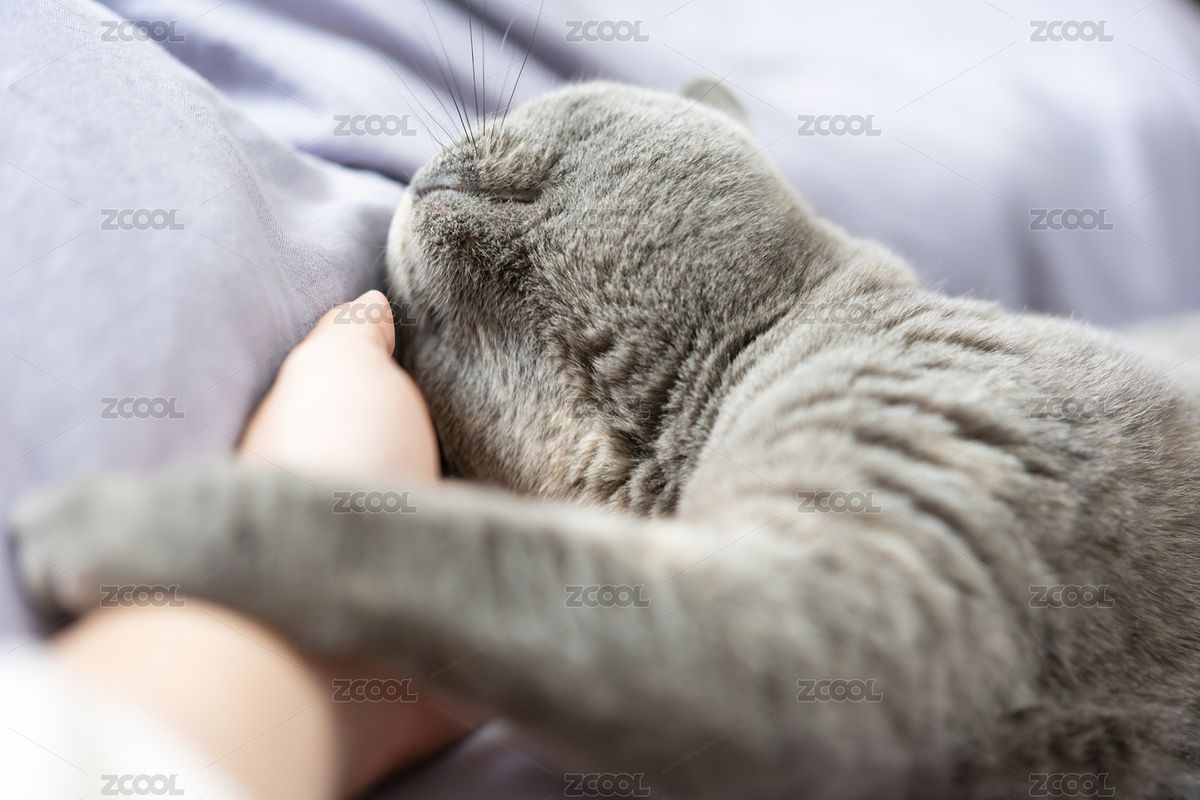 主人撫摸著可愛的肥胖英國短毛藍貓的腮幫（主預覽-9236625） - 未分類 - 站酷設計師周創(chuàng)鑫原創(chuàng)素材 - 站酷ZCOOL