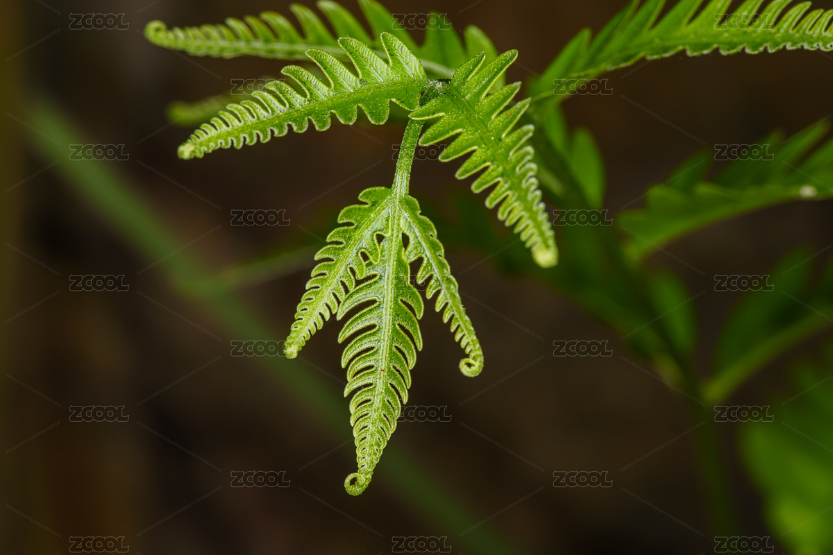 清新翠綠的蕨類植物葉片（主預覽-11927924） - 未分類 - 站酷設計師Fez4mwH73A原創(chuàng)素材 - 站酷ZCOOL