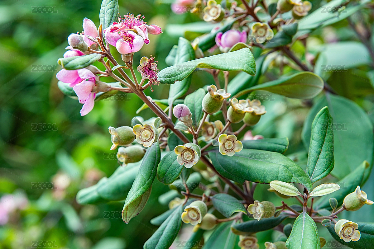桃金娘果子（主預(yù)覽-4443627） - 未分類 - 站酷設(shè)計師風(fēng)暴麗麗原創(chuàng)素材 - 站酷ZCOOL