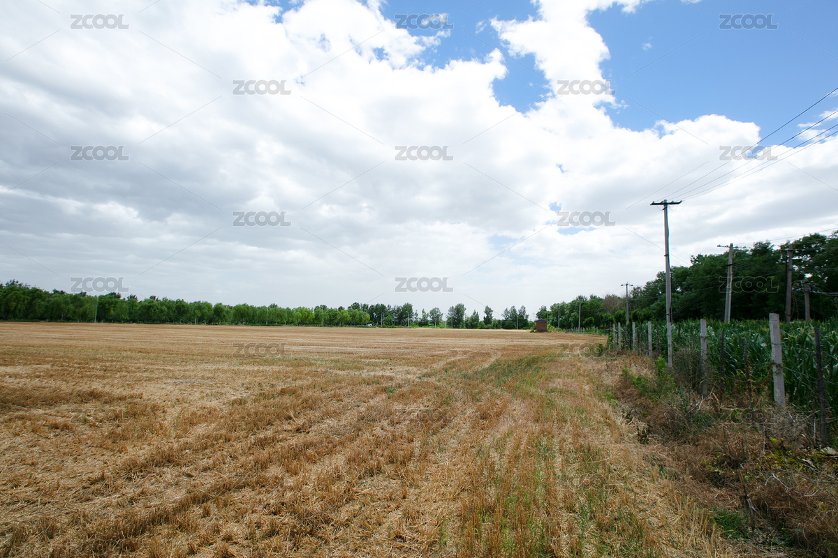 小麥?zhǔn)崭詈笃教沟母兀ㄖ黝A(yù)覽-9009462） - 未分類 - 站酷設(shè)計(jì)師小羽怪原創(chuàng)素材 - 站酷ZCOOL