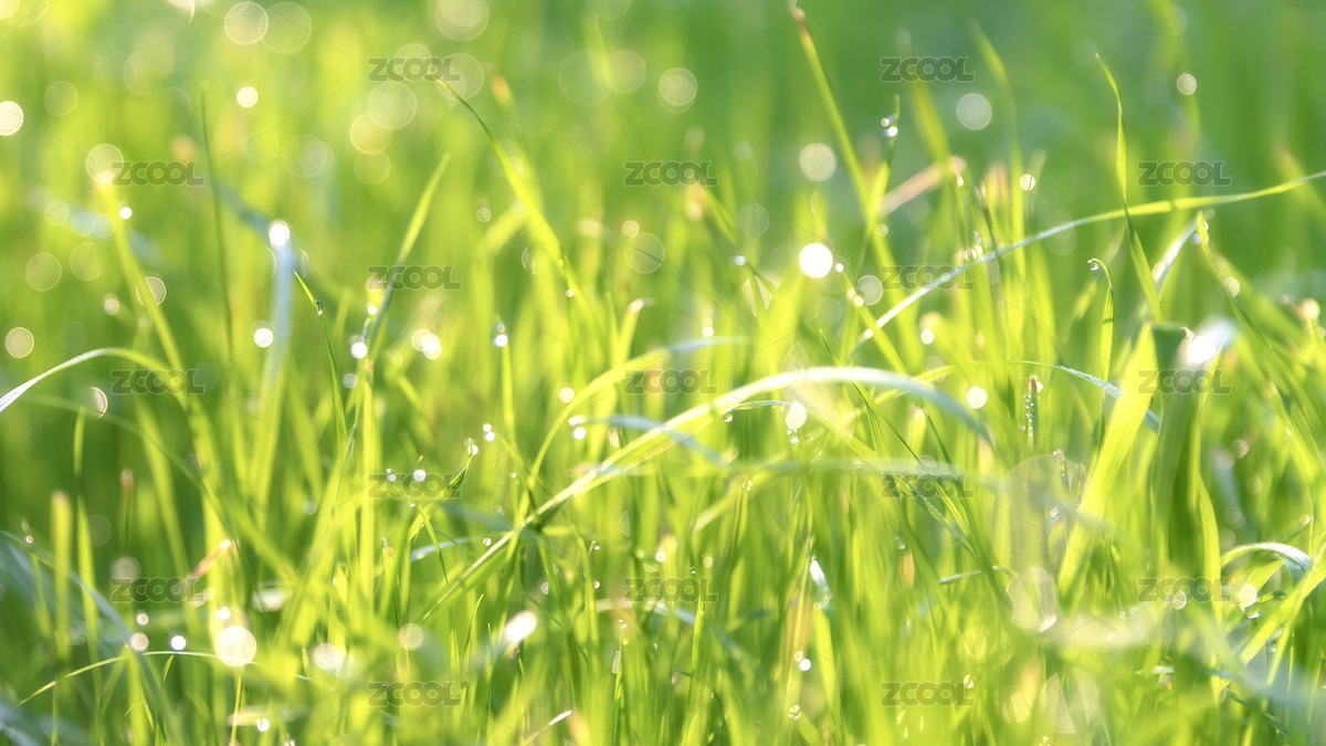 清晨阳光照在有露水的小草上（主预览-6088975） - 未分类 - 站酷设计师邪气凛然1原创素材 - 站酷ZCOOL