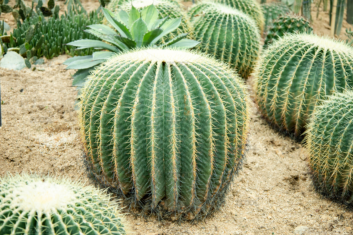惠州植物園仙人掌屬植物金琥 / 象牙球（主預(yù)覽-5424905） - 未分類 - 站酷設(shè)計師范范0809原創(chuàng)素材 - 站酷ZCOOL