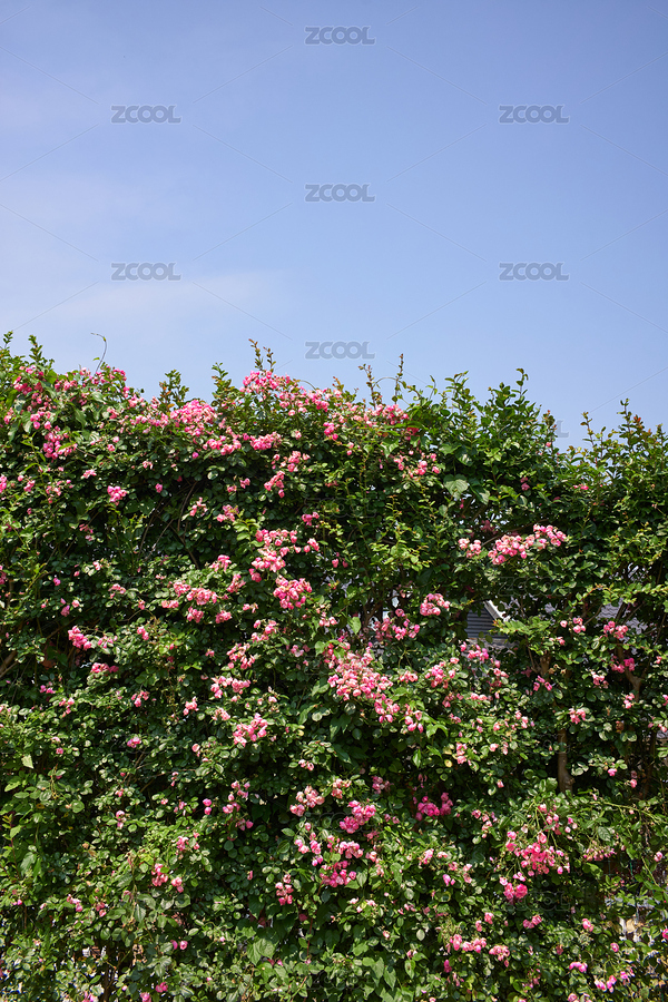 夏日阳光下繁茂绽放的蔷薇花墙（主预览-7724814） - 未分类 - 站酷设计师蔚蓝的白日梦原创素材 - 站酷ZCOOL