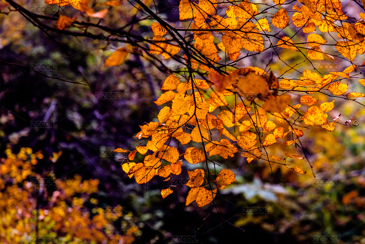 秋葉（主預覽-886354） - 未分類 - 站酷設計師鳳之靈原創(chuàng)素材 - 站酷ZCOOL