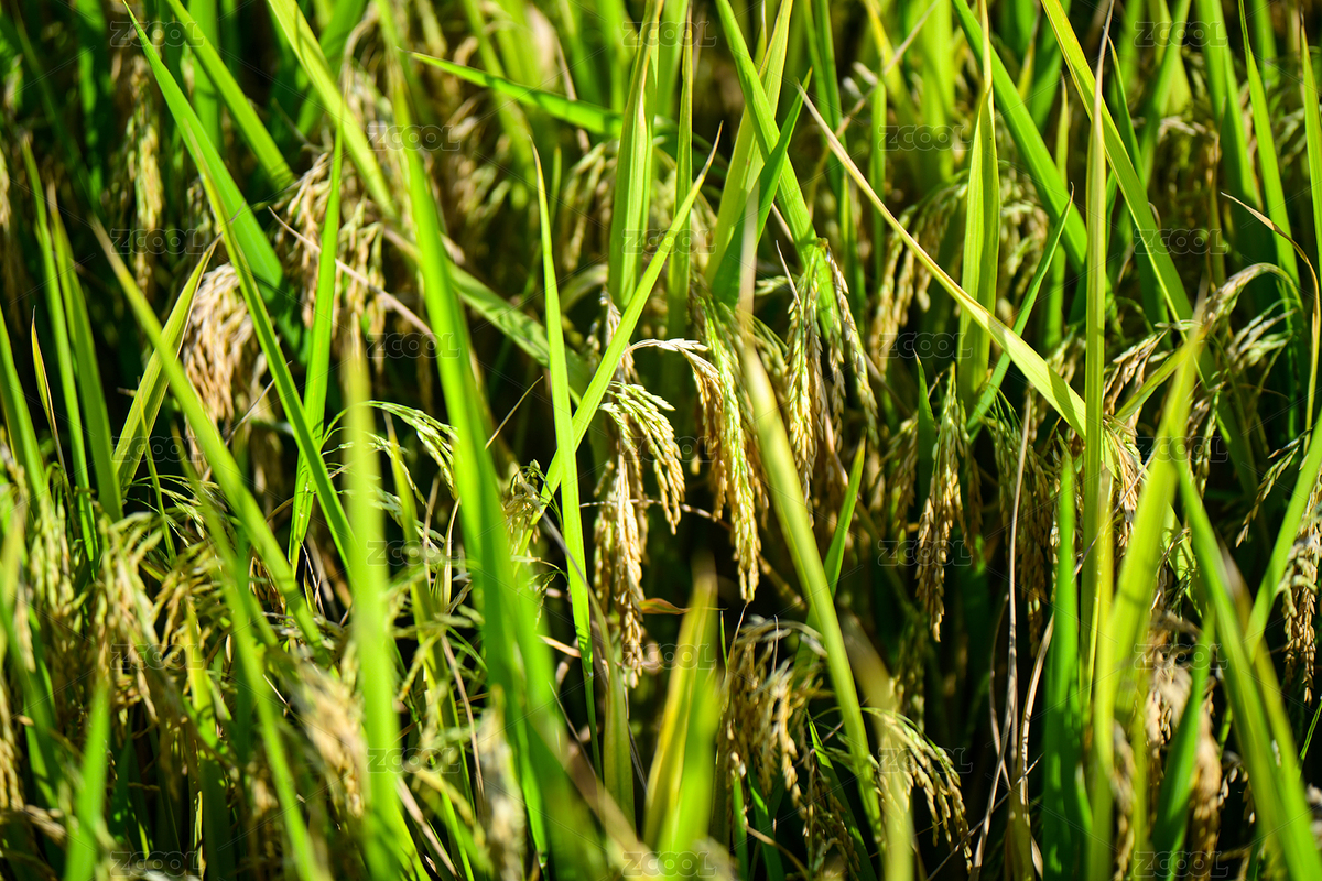 贵州省遵义市播州区枫香镇花茂村田园风光（主预览-12709115） - 未分类 - 站酷设计师好茶娄山春原创素材 - 站酷ZCOOL