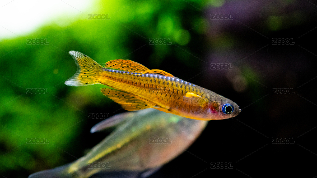 草缸熱帶魚橘紅燕子魚（主預(yù)覽-6108571） - 未分類 - 站酷設(shè)計師花莎工坊原創(chuàng)素材 - 站酷ZCOOL