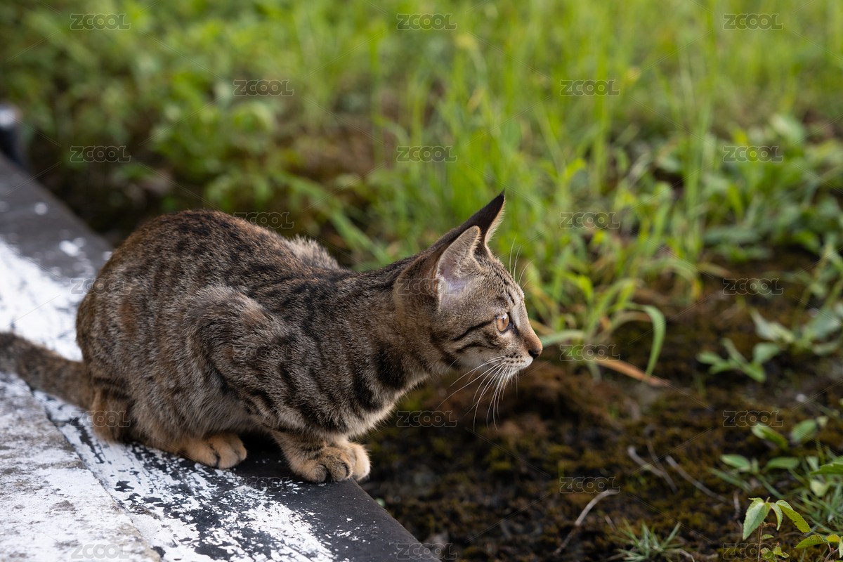 室外花園中的貍花貓側(cè)面特寫（主預(yù)覽-11763526） - 未分類 - 站酷設(shè)計(jì)師eluheral原創(chuàng)素材 - 站酷ZCOOL