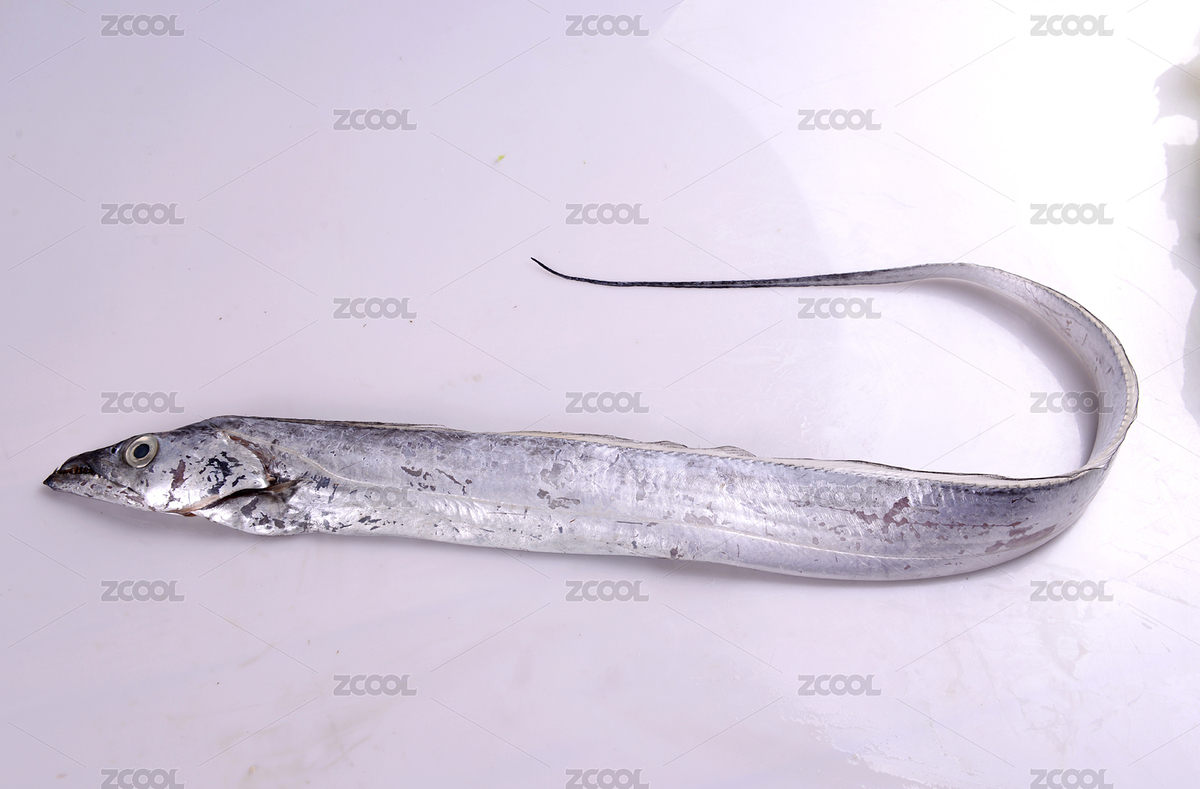 带鱼（主预览-7986566） - 未分类 - 站酷设计师密斯杨摄影原创素材 - 站酷ZCOOL