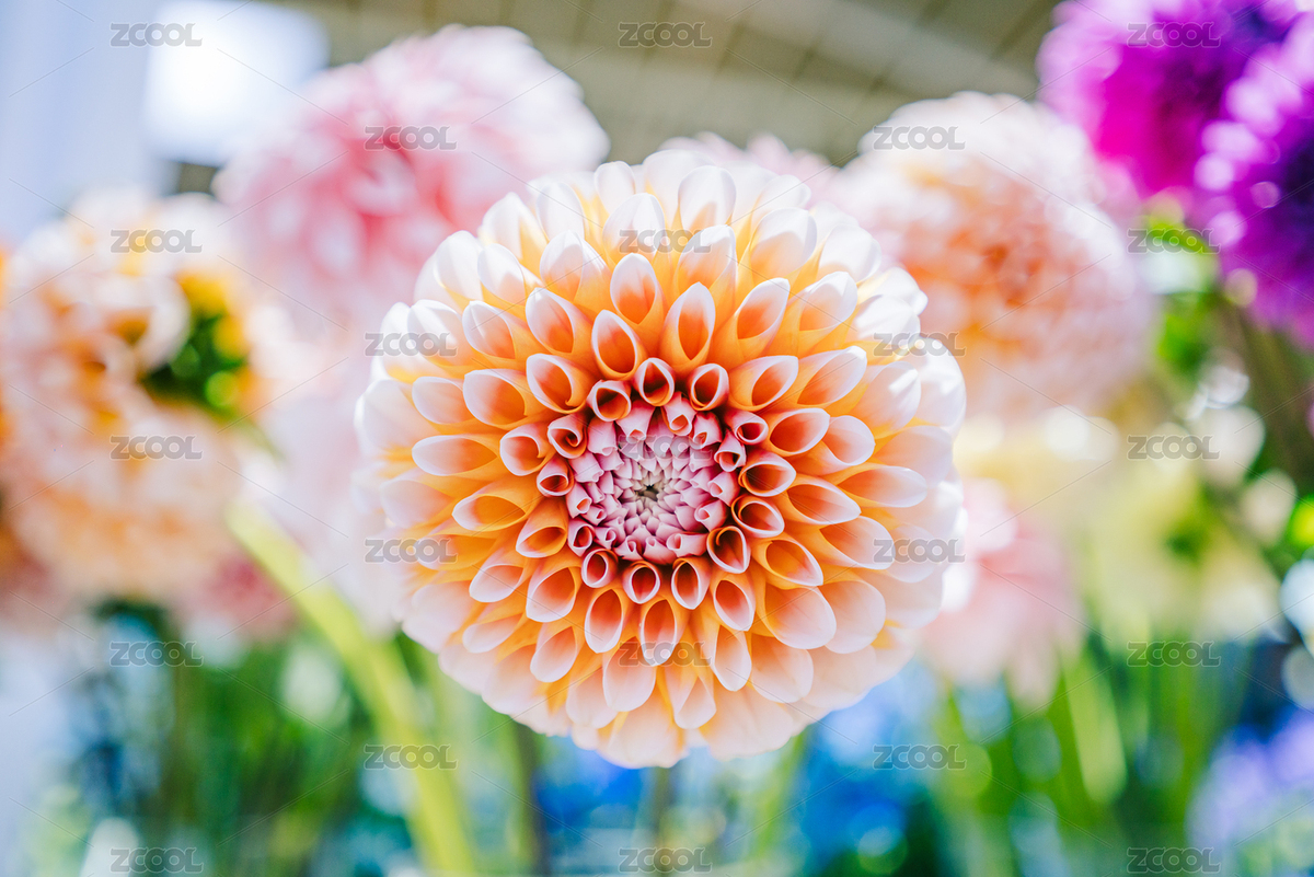 世界著名的观赏花卉：大丽花（主预览-11694029） - 未分类 - 站酷设计师PEACELILY原创素材 - 站酷ZCOOL