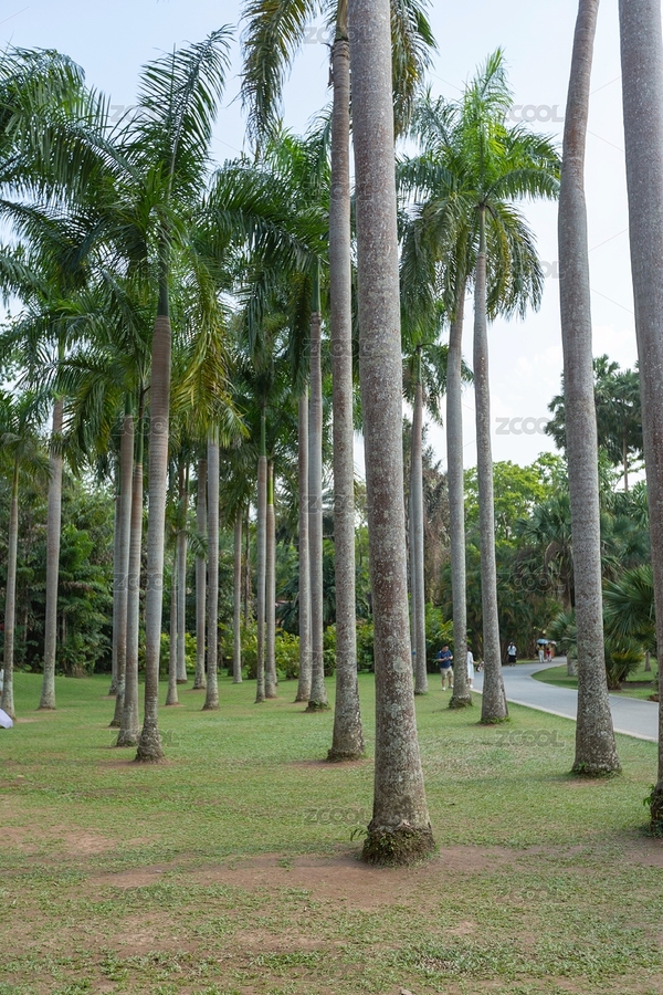 西雙版納熱帶植物園王棕樹（主預(yù)覽-1325213） - 未分類 - 站酷設(shè)計師原野三月原創(chuàng)素材 - 站酷ZCOOL