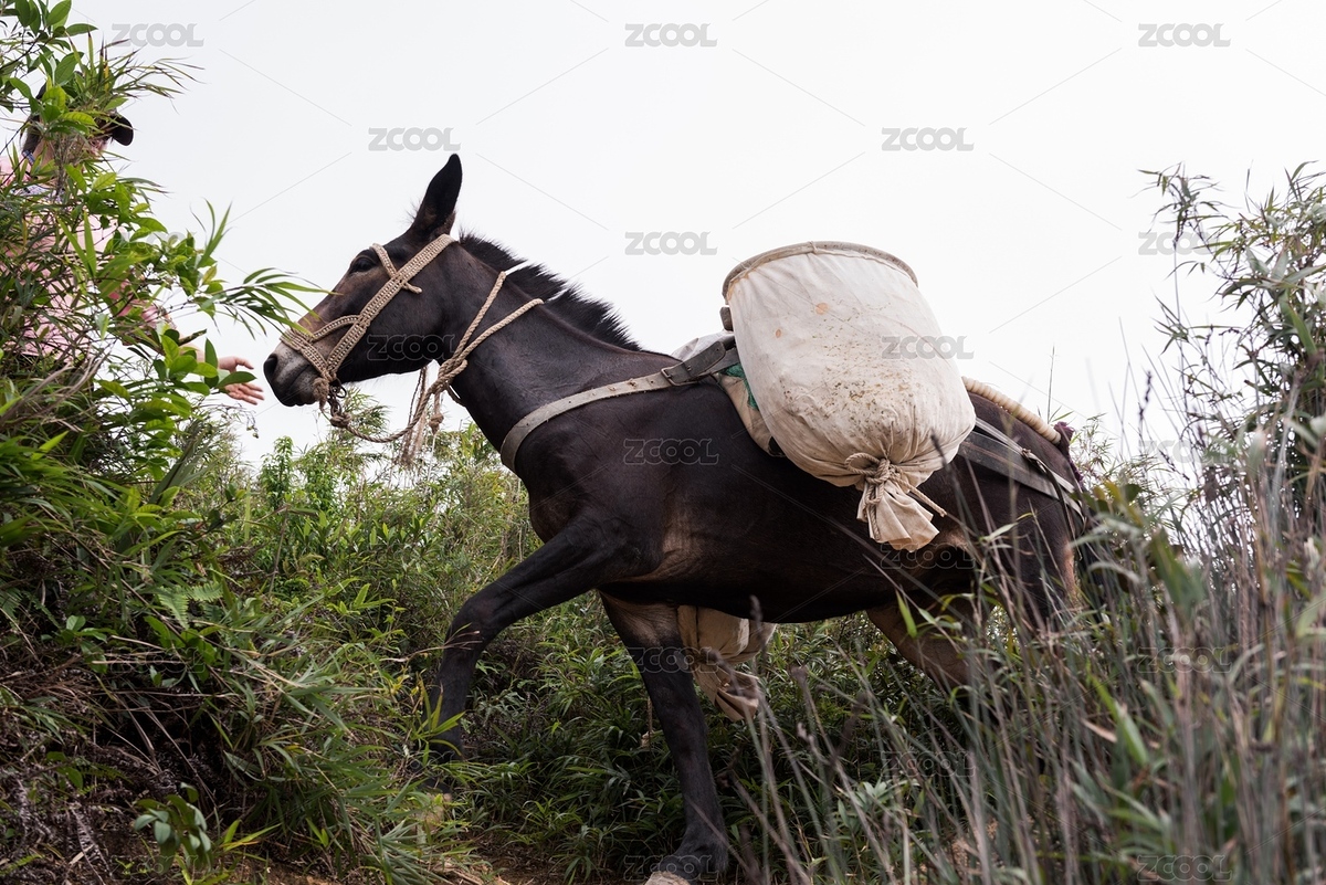 騾隊馱著裝滿碎石等建筑材料在山路艱難行走（主預(yù)覽-8486801） - 未分類 - 站酷設(shè)計師下天下天原創(chuàng)素材 - 站酷ZCOOL