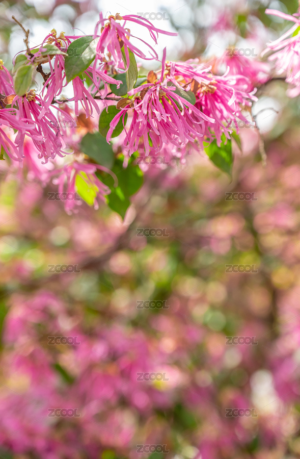 夢(mèng)幻玫紅色檵木花背景素材（主預(yù)覽-7044987） - 未分類(lèi) - 站酷設(shè)計(jì)師風(fēng)暴麗麗原創(chuàng)素材 - 站酷ZCOOL