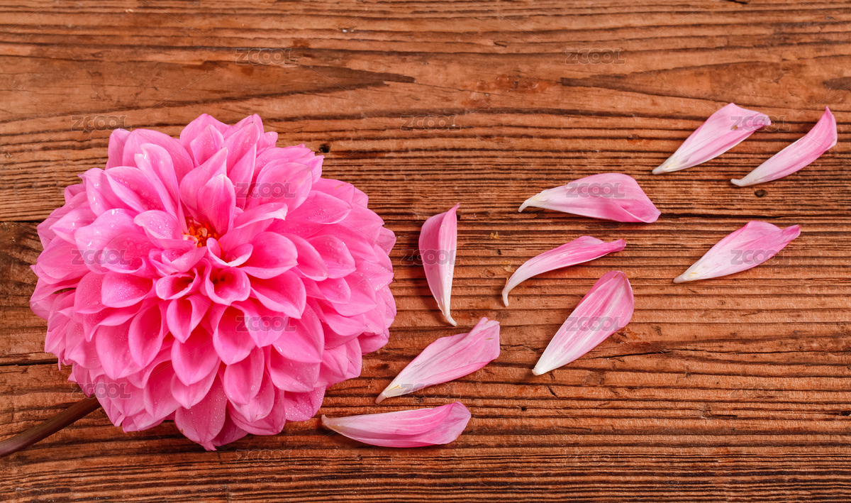 粉色芙蓉大麗花（主預(yù)覽-4439988） - 未分類 - 站酷設(shè)計(jì)師PAOPAO攝影工作室原創(chuàng)素材 - 站酷ZCOOL