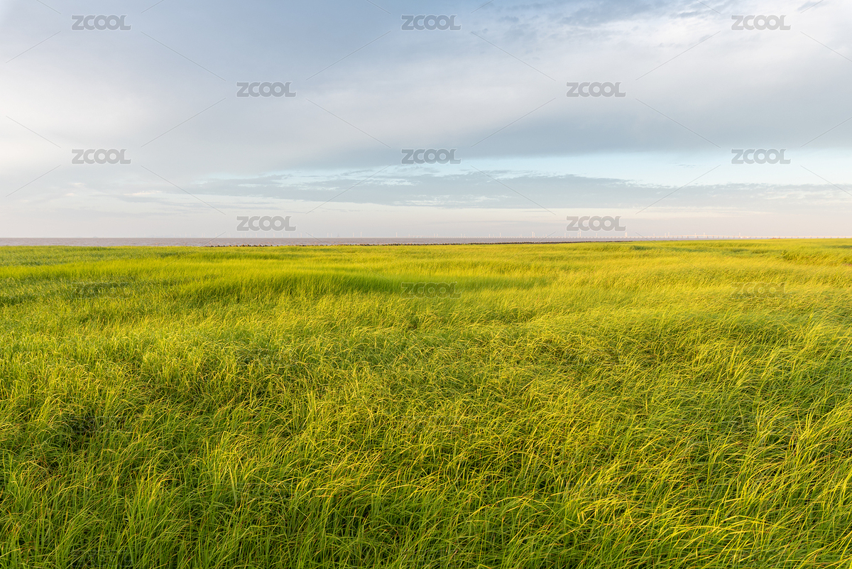 晴朗的天氣，海邊成片綠油油的草甸（主預(yù)覽-4657363） - 未分類 - 站酷設(shè)計師一根玉米原創(chuàng)素材 - 站酷ZCOOL