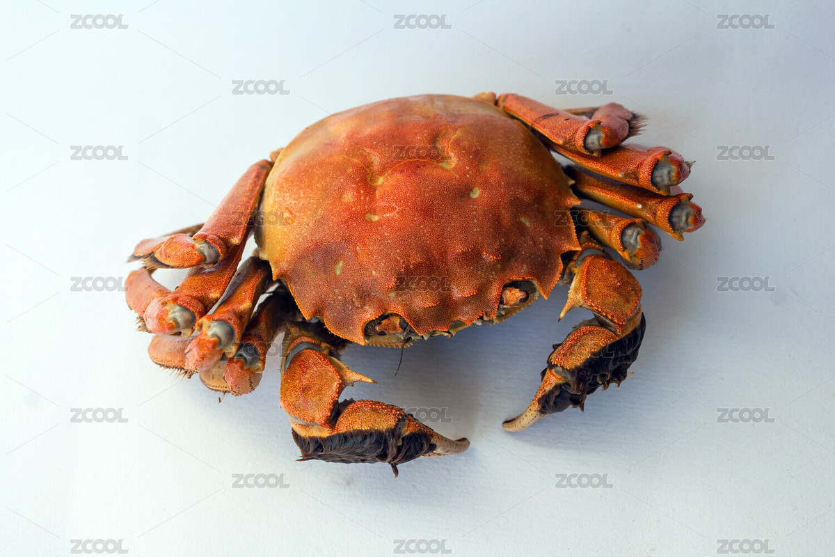 螃蟹（主预览-6917681） - 未分类 - 站酷设计师Gloria燕玄原创素材 - 站酷ZCOOL