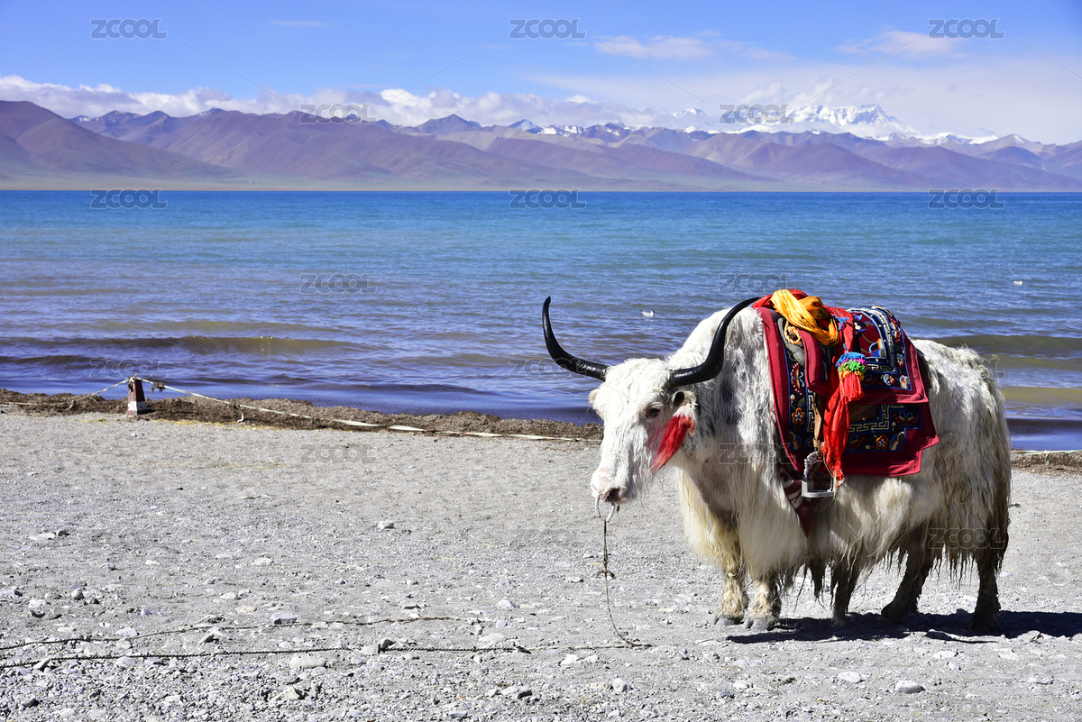 中國(guó)西藏圣湖納木措景區(qū)的牦牛（主預(yù)覽-3170370） - 未分類 - 站酷設(shè)計(jì)師時(shí)光來(lái)了原創(chuàng)素材 - 站酷ZCOOL