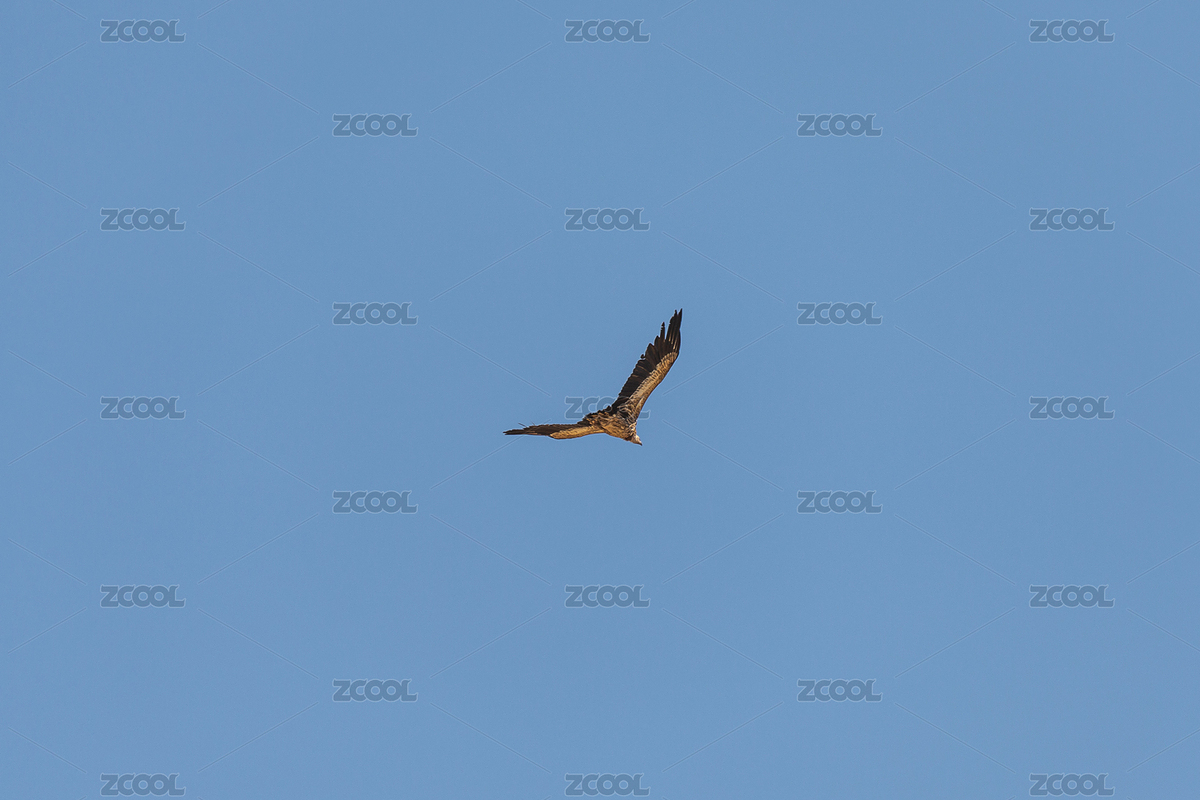 中國西藏阿里札達(dá)縣天空中翱翔的禿鷲（主預(yù)覽-6750108） - 未分類 - 站酷設(shè)計(jì)師Kazushi原創(chuàng)素材 - 站酷ZCOOL