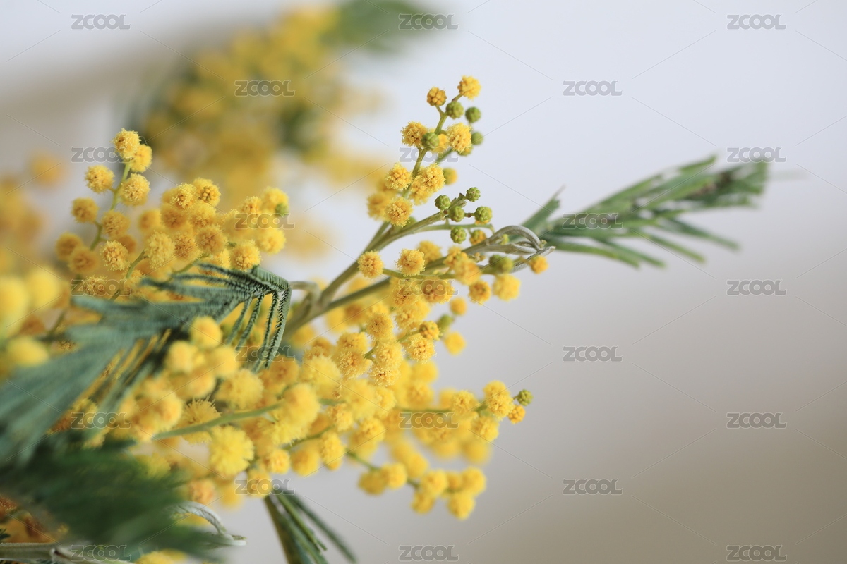 春天的办公桌的金合欢（主预览-6188900） - 未分类 - 站酷设计师糖小猫小乐原创素材 - 站酷ZCOOL