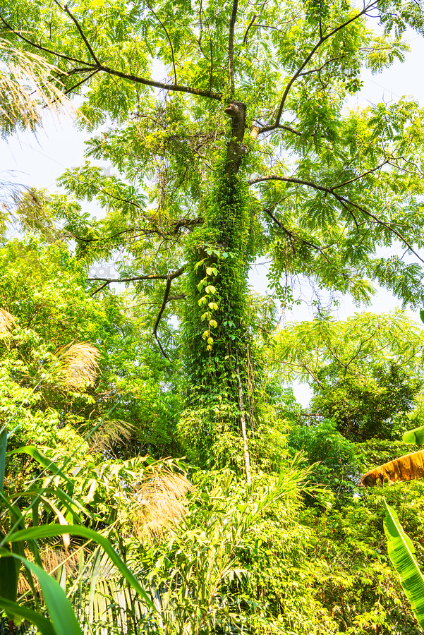 海南瓊中百花嶺熱帶雨林里的沙羅（主預(yù)覽-8976586） - 未分類 - 站酷設(shè)計師楓葉s2018原創(chuàng)素材 - 站酷ZCOOL