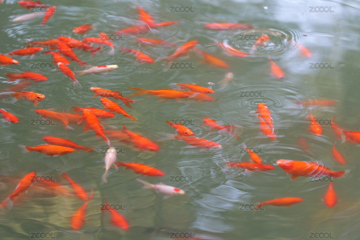 成群結隊的紅鯉魚（主預覽-5065416） - 未分類 - 站酷設計師秋砜原創(chuàng)素材 - 站酷ZCOOL